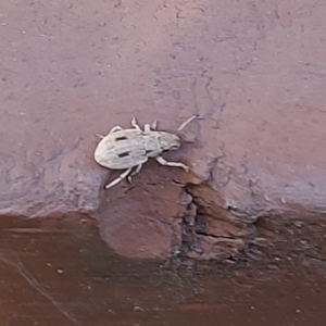 Eurymetopus birabeni at Kambah, ACT - suppressed