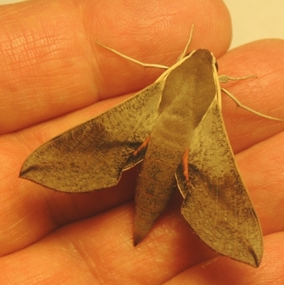 Hippotion scrofa (Coprosma Hawk Moth) at Pollinator-friendly garden Conder - 1 Feb 2021 by michaelb