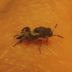 Chalcididae (family) (Unidentified chalcid wasp) at Pollinator-friendly garden Conder - 1 Feb 2021 by michaelb