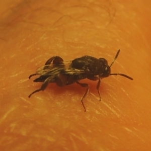 Chalcididae (family) at Conder, ACT - 1 Feb 2021 06:42 PM