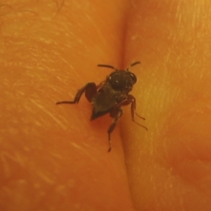 Chalcididae (family) at Conder, ACT - 1 Feb 2021