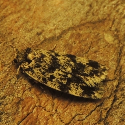 Barea codrella (A concealer moth) at Pollinator-friendly garden Conder - 25 Dec 2020 by michaelb