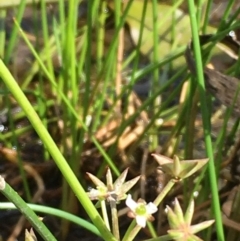 Damasonium minus at Wollogorang, NSW - 7 Feb 2021