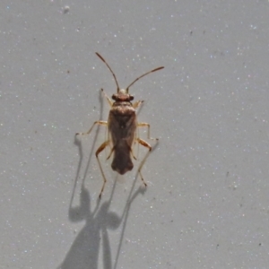 Nysius sp. (genus) at Tennent, ACT - 7 Feb 2021 02:00 PM