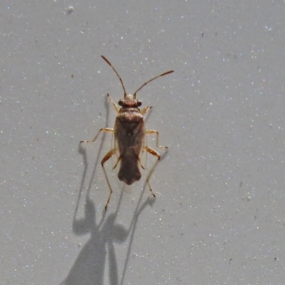 Nysius sp. (genus) (Seed bug) at Tennent, ACT - 7 Feb 2021 by RodDeb