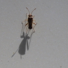 Nysius sp. (genus) at Tennent, ACT - 7 Feb 2021 02:00 PM