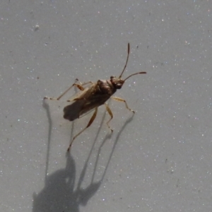 Nysius sp. (genus) at Tennent, ACT - 7 Feb 2021