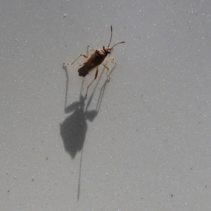 Nysius sp. (genus) at Tennent, ACT - 7 Feb 2021