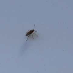 Nysius sp. (genus) at Tennent, ACT - 7 Feb 2021