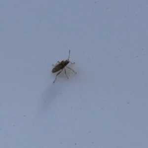 Nysius sp. (genus) at Tennent, ACT - 7 Feb 2021 02:00 PM