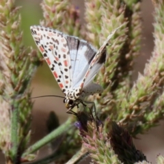 Utetheisa pulchelloides (Heliotrope Moth) at Tennent, ACT - 7 Feb 2021 by RodDeb