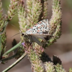 Utetheisa pulchelloides at Tennent, ACT - 7 Feb 2021 12:51 PM