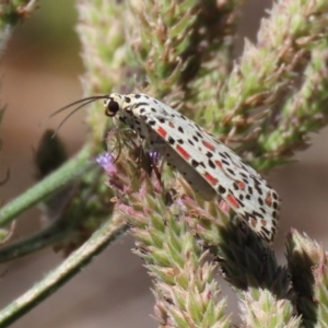 Utetheisa pulchelloides at Tennent, ACT - 7 Feb 2021