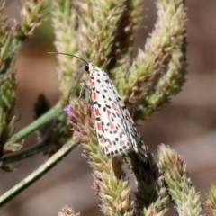 Utetheisa pulchelloides at Tennent, ACT - 7 Feb 2021 12:51 PM