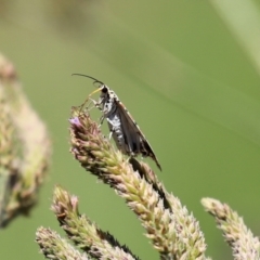 Utetheisa pulchelloides at Tennent, ACT - 7 Feb 2021