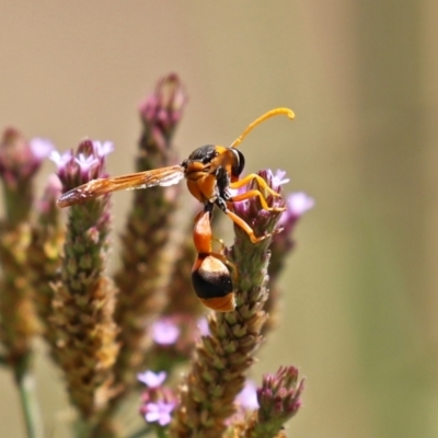 Delta bicinctum (Potter wasp) at Tennent, ACT - 7 Feb 2021 by RodDeb