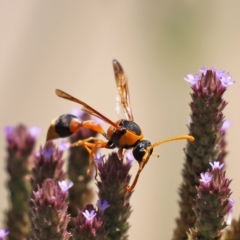 Delta bicinctum at Tennent, ACT - 7 Feb 2021