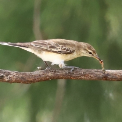 Lalage tricolor (White-winged Triller) at Paddys River, ACT - 7 Feb 2021 by RodDeb