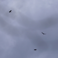 Aquila audax (Wedge-tailed Eagle) at Tharwa, ACT - 7 Feb 2021 by RodDeb