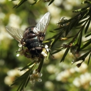 Calliphora augur at Aranda, ACT - 7 Feb 2021