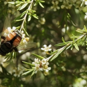 Calliphora augur at Aranda, ACT - 7 Feb 2021