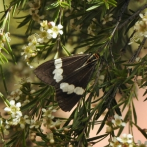 Nyctemera amicus at Aranda, ACT - 7 Feb 2021