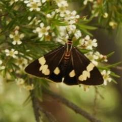 Nyctemera amicus at Aranda, ACT - 7 Feb 2021