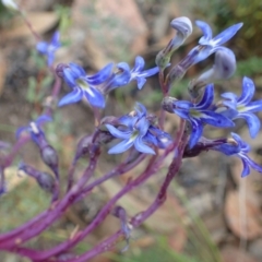 Lobelia gibbosa (Tall Lobelia) at Paddys River, ACT - 7 Feb 2021 by RWPurdie