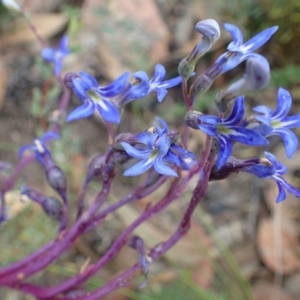 Lobelia gibbosa at Paddys River, ACT - 7 Feb 2021