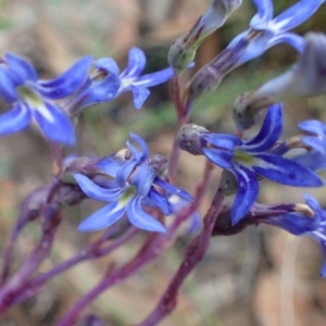 Lobelia gibbosa at Paddys River, ACT - 7 Feb 2021