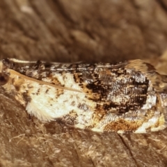 Acroceuthes metaxanthana (Dog-faced Bell Moth) at Melba, ACT - 4 Feb 2021 by kasiaaus