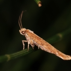 Zelleria cynetica at Melba, ACT - 3 Feb 2021