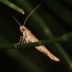 Zelleria cynetica at Melba, ACT - 3 Feb 2021 11:13 PM