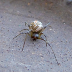 Latrodectus hasselti at Yass River, NSW - 7 Feb 2021