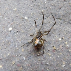 Latrodectus hasselti at Yass River, NSW - 7 Feb 2021 05:40 PM