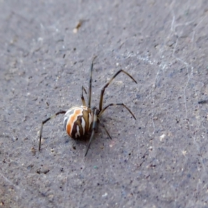 Latrodectus hasselti at Yass River, NSW - 7 Feb 2021