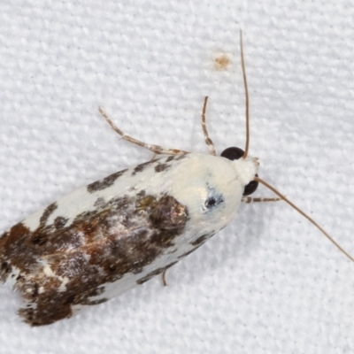 Acontia nivipicta (Blotched Shoulder) at Melba, ACT - 3 Feb 2021 by kasiaaus