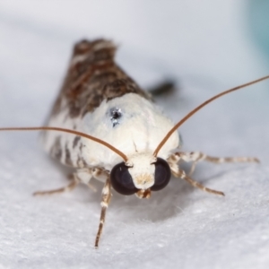 Acontia nivipicta at Melba, ACT - 3 Feb 2021