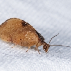 Drepanacra binocula (Notched brown lacewing) at Melba, ACT - 3 Feb 2021 by kasiaaus