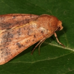 Australothis rubrescens at Melba, ACT - 3 Feb 2021 11:36 PM