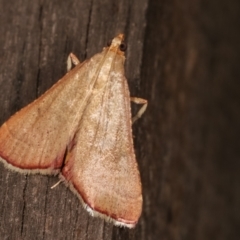 Endotricha pyrosalis (A Pyralid moth) at Melba, ACT - 3 Feb 2021 by kasiaaus