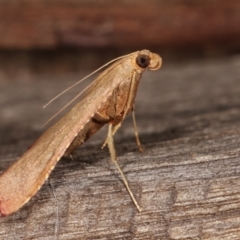 Endotricha pyrosalis at Melba, ACT - 3 Feb 2021