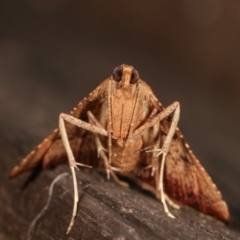 Endotricha pyrosalis at Melba, ACT - 3 Feb 2021