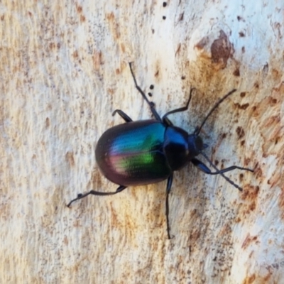Chalcopteroides columbinus (Rainbow darkling beetle) at Dunlop Grasslands - 6 Feb 2021 by tpreston