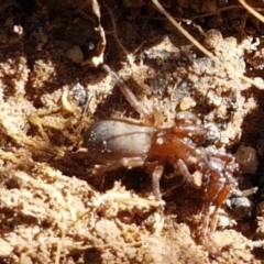 Gnaphosidae (family) (Ground spider) at Dunlop Grasslands - 6 Feb 2021 by tpreston
