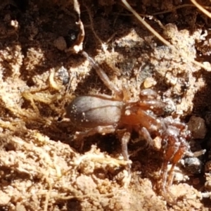 Gnaphosidae (family) at Fraser, ACT - 7 Feb 2021