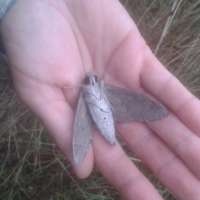 Agrius convolvuli (Convolvulus Hawk Moth) at Umbagong District Park - 7 Feb 2021 by JBrickhill