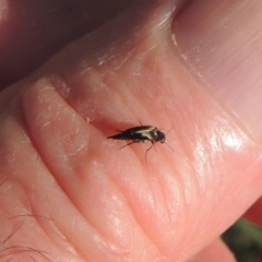 Mordella limbata (A pintail beetle) at Conder, ACT - 26 Dec 2020 by michaelb