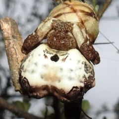 Celaenia excavata (Bird-dropping spider) at Kambah, ACT - 8 Feb 2021 by HelenCross