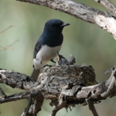 Myiagra rubecula (Leaden Flycatcher) at Ainslie, ACT - 6 Feb 2021 by jb2602